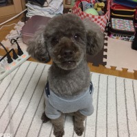 リヨンくん