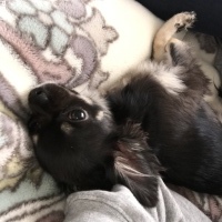 ここちゃん
