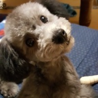 ガブくん