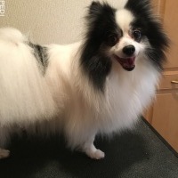 ひめちゃん