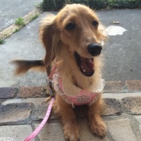 ひなちゃん