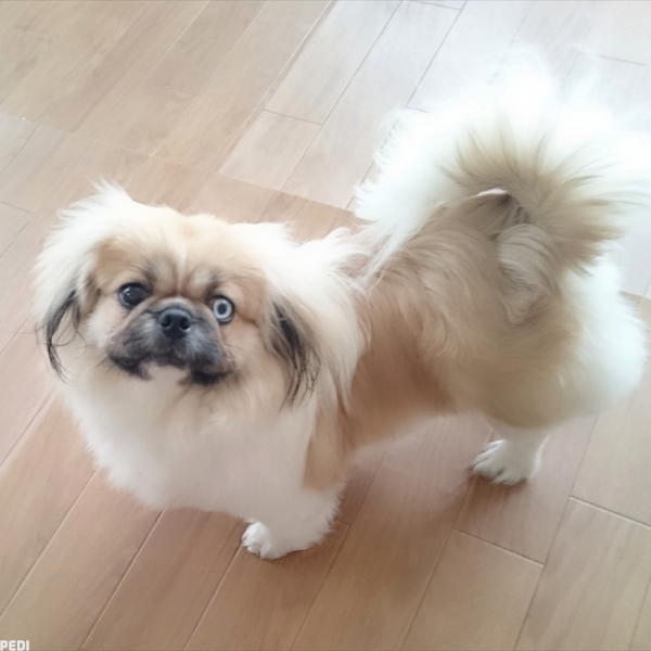 ぽこちゃん