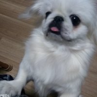 アトムくん