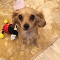 リリーちゃん