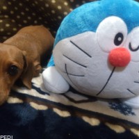 かいくん