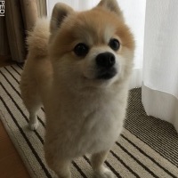 ゆきちくん