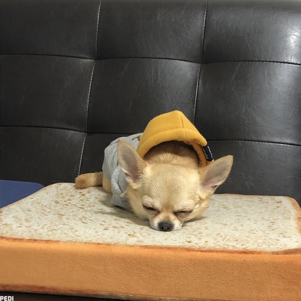 チロルちゃん