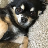 あられくん