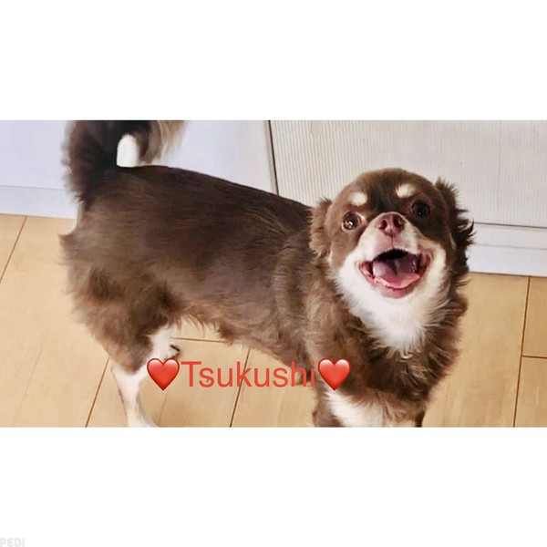 つくしちゃん