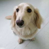 バンダくん