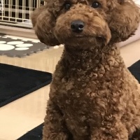 たわしくん