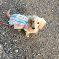 ミニーちゃん