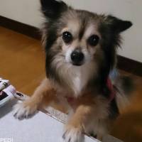 ちゅらちゃん