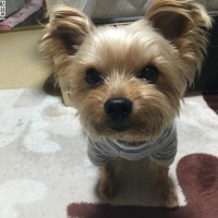 はっぴーくん