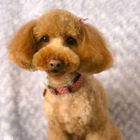 チャイちゃん