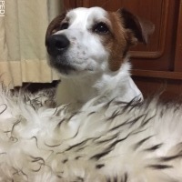 らっせるくん
