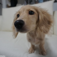 くりぼちゃん