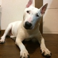 バムくん