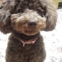 cocoちゃん