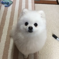 てんくん