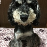 あずきくん