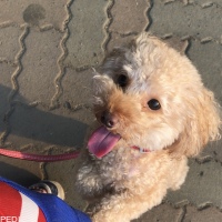 mochaちゃん