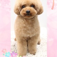 ココちゃん