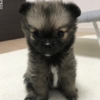 リリちゃん