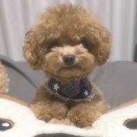 あずきくん
