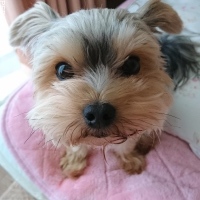 のあちゃん