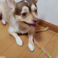 トトロくん