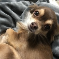 ダルくん