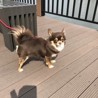ベニーちゃん