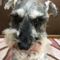 フー助くん