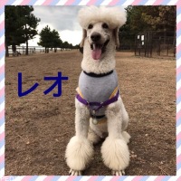 レオくん