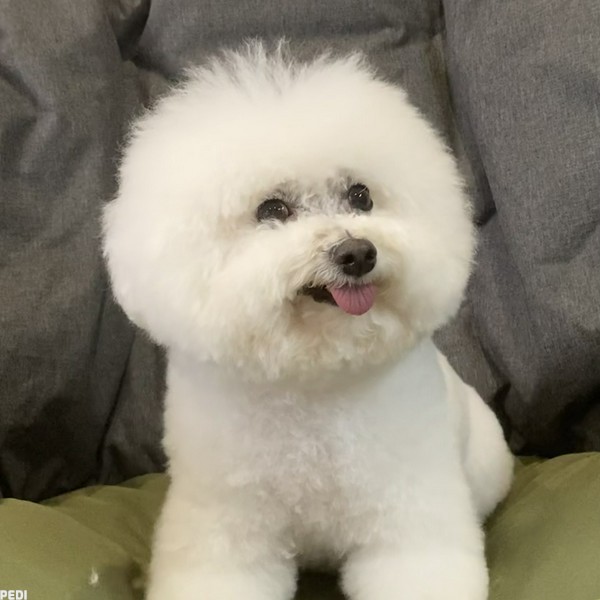 シュシュちゃん