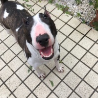 むぎちゃん
