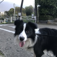 琥珀くん