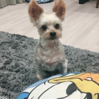 ちょろ助くん