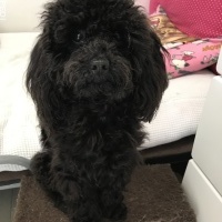 コテツくん
