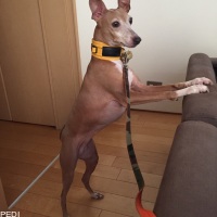 アンジーちゃん