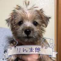 りん太郎くん