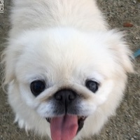 シロちゃん