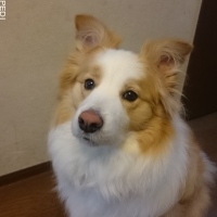 シェルくん