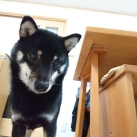 こてつくん
