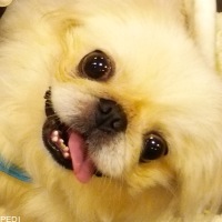 ののかちゃん