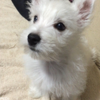 凛ちゃん