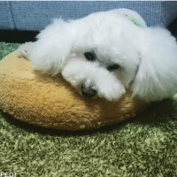 ROYくん