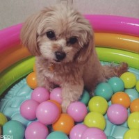 LIRAちゃん
