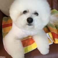 えんじぇるくん